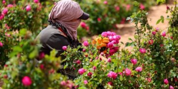 وزارة الثقافة تُحيي موسم قطاف الوردة الشامية في قرية المراح احتفاءً بالتراث السوري الأصيل