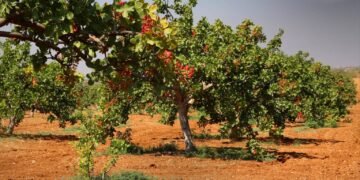 إحياء بساتين الفستق الحلبي في حماة وإدلب.. عودة إلى الأرض بعد سنوات الحرب
