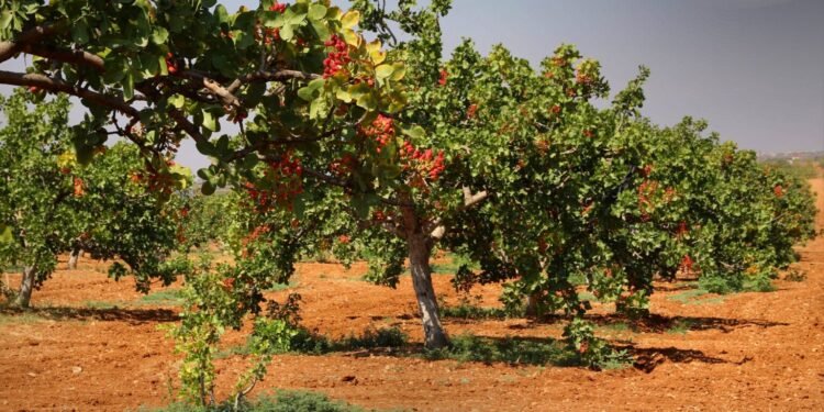 إحياء بساتين الفستق الحلبي في حماة وإدلب.. عودة إلى الأرض بعد سنوات الحرب