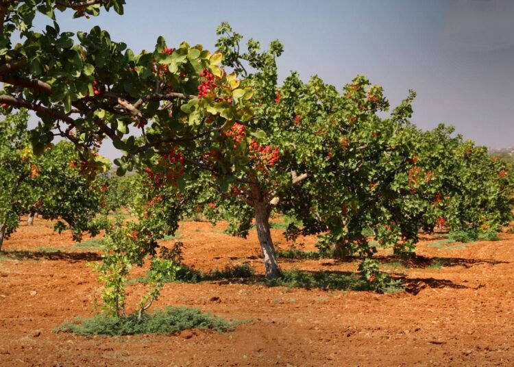 إحياء بساتين الفستق الحلبي في حماة وإدلب.. عودة إلى الأرض بعد سنوات الحرب