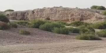 إنتاج 900 ألف غرسة مقاومة للجفاف لدعم استعادة الغطاء النباتي في البادية السورية
