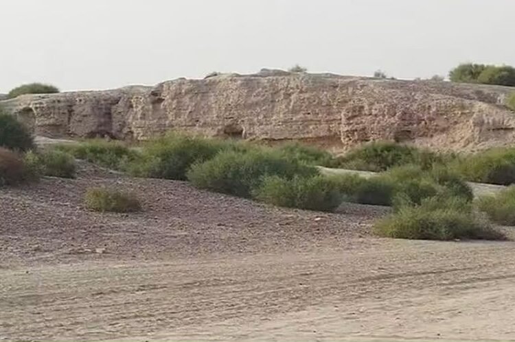 إنتاج 900 ألف غرسة مقاومة للجفاف لدعم استعادة الغطاء النباتي في البادية السورية
